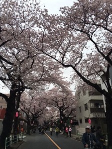 府中桜祭り