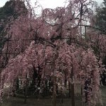 桜（神社）