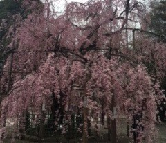 桜（神社）