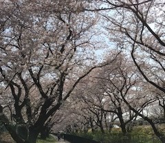 桜2018(1)